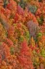 USA, Utah. Canyon maple and Aspen trees along Highway 89 east of Ogden Utah in full fall color. Art Print